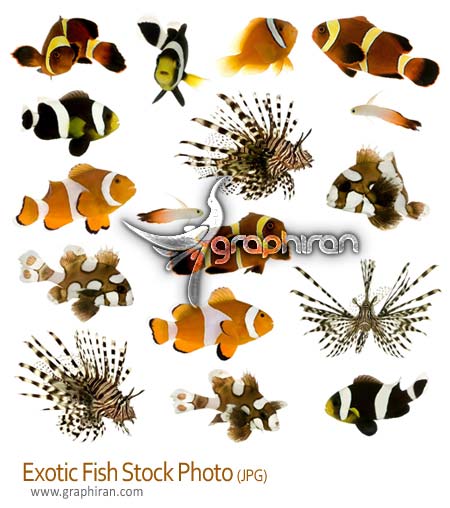 عکس استوک ماهی های آکورایومی - Fish Stock Photo عکس استوک ماهی های آکورایومی - Fish Stock Photo