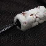 Lint Roller