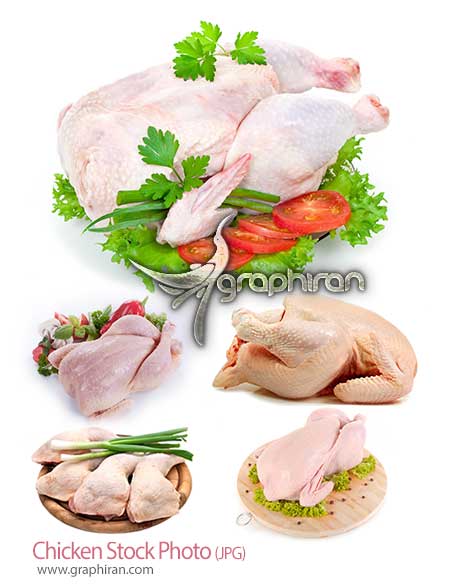 عکس استوک مرغ