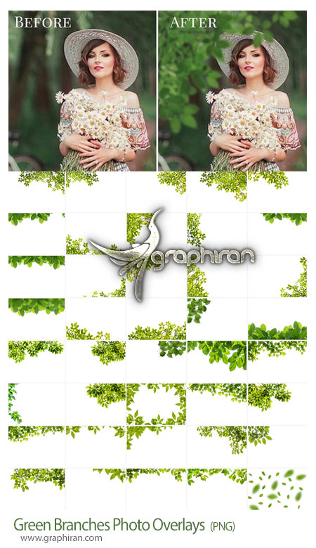 دانلود 40 عکس پوششی PNG شاخه و برگ درخت